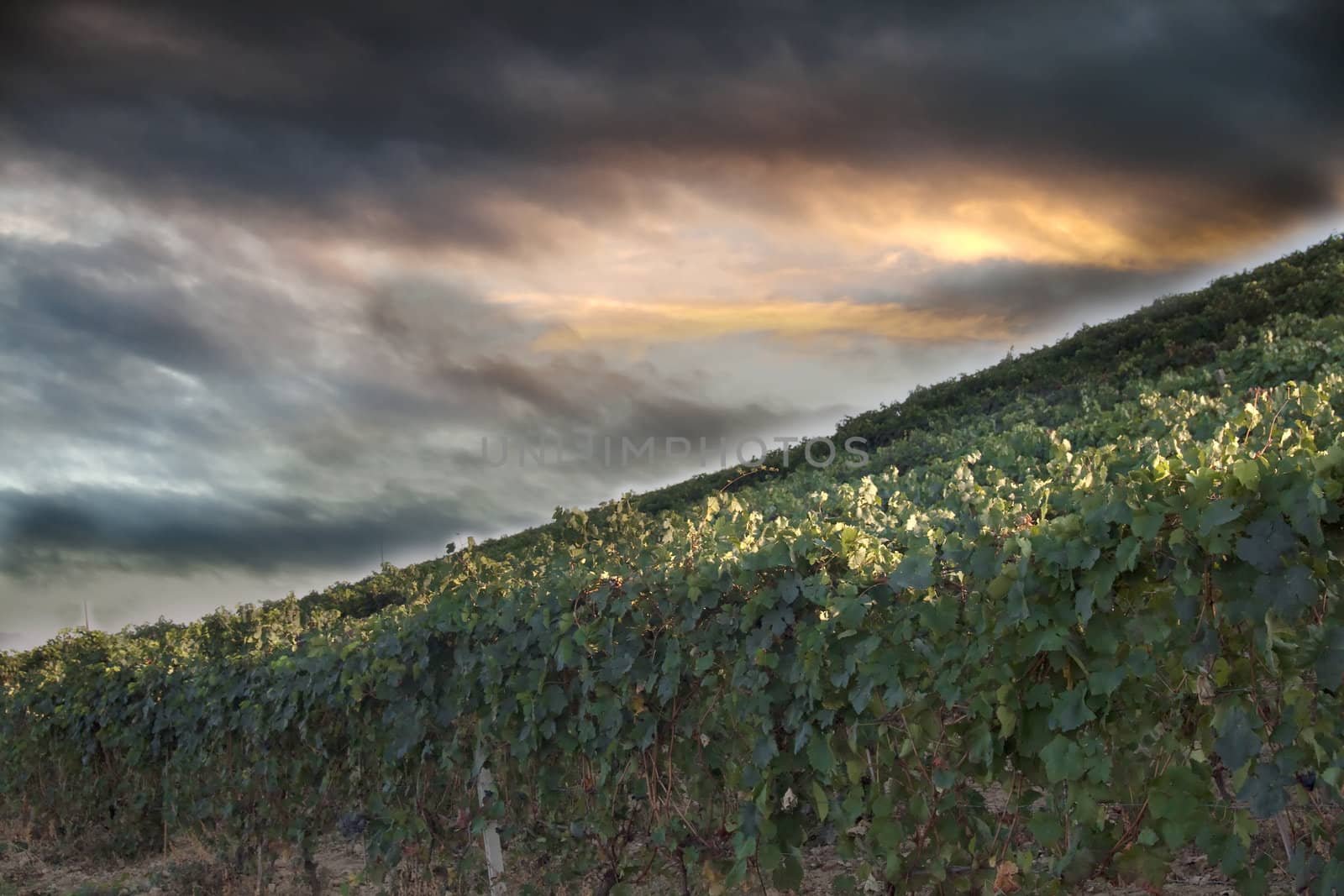 Landscape of vineyards of Monferrato, Italian hills