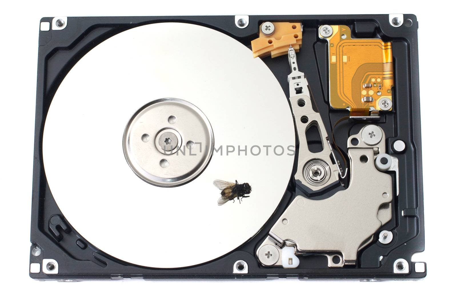 A dead fly sitting on an open SATA hard drive Isolate on White