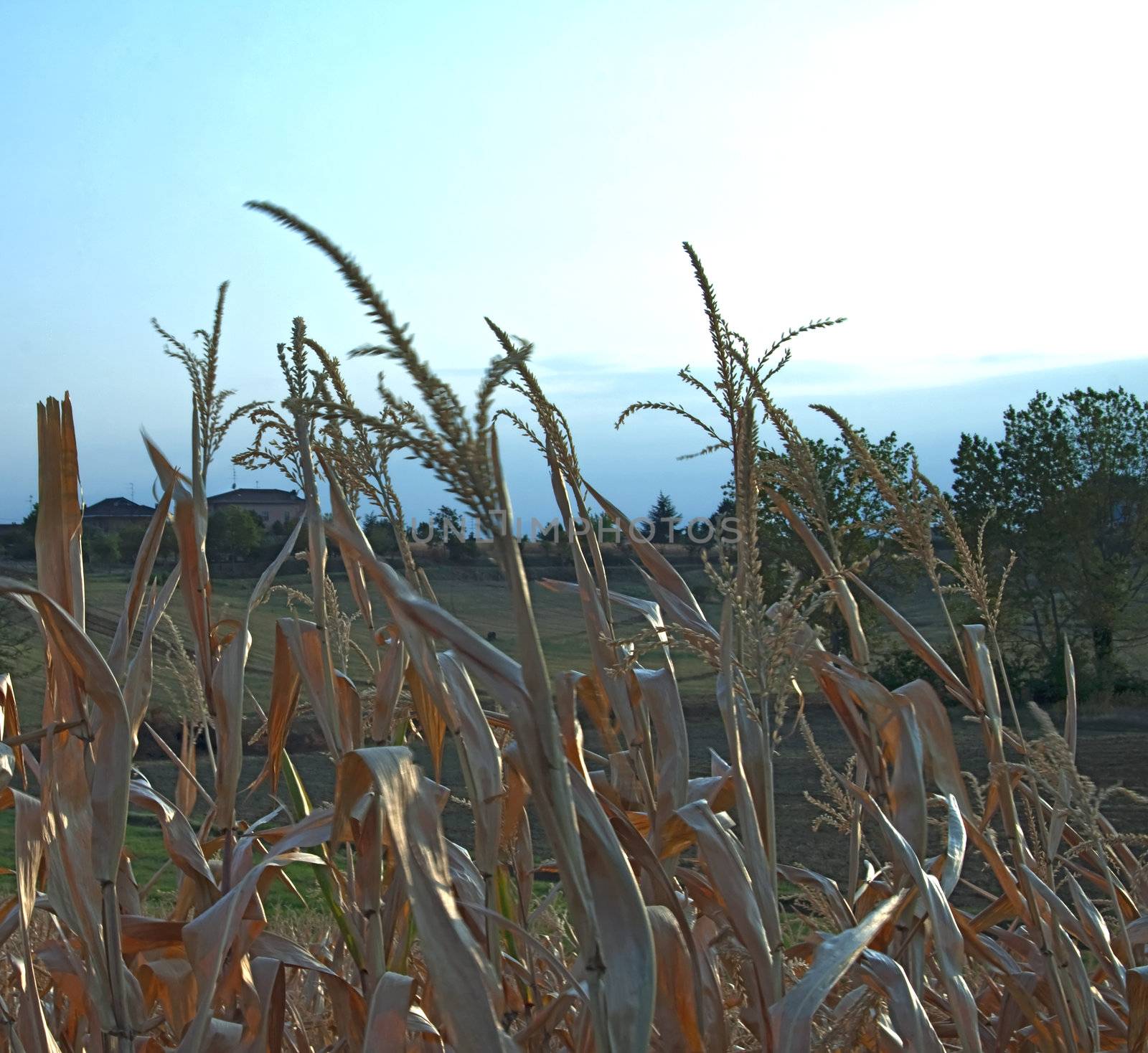 Corn field with blue sky