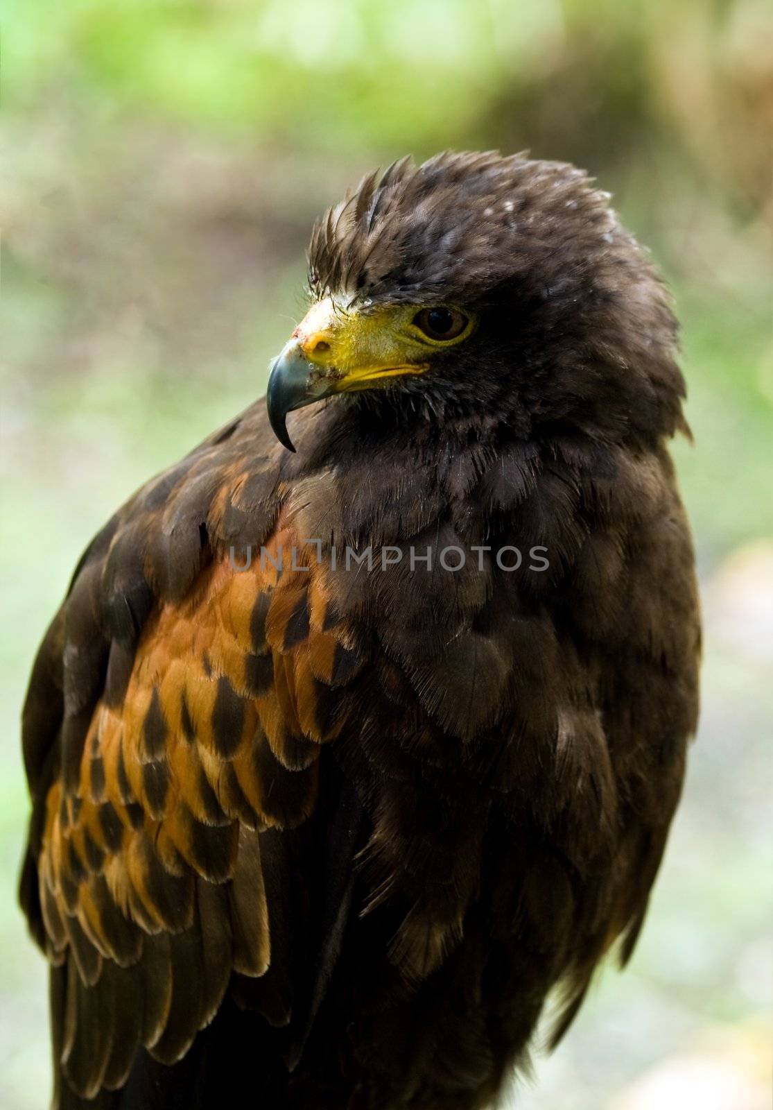 Harris hawk, also called Dusky hawk or Bay-winged Hawk