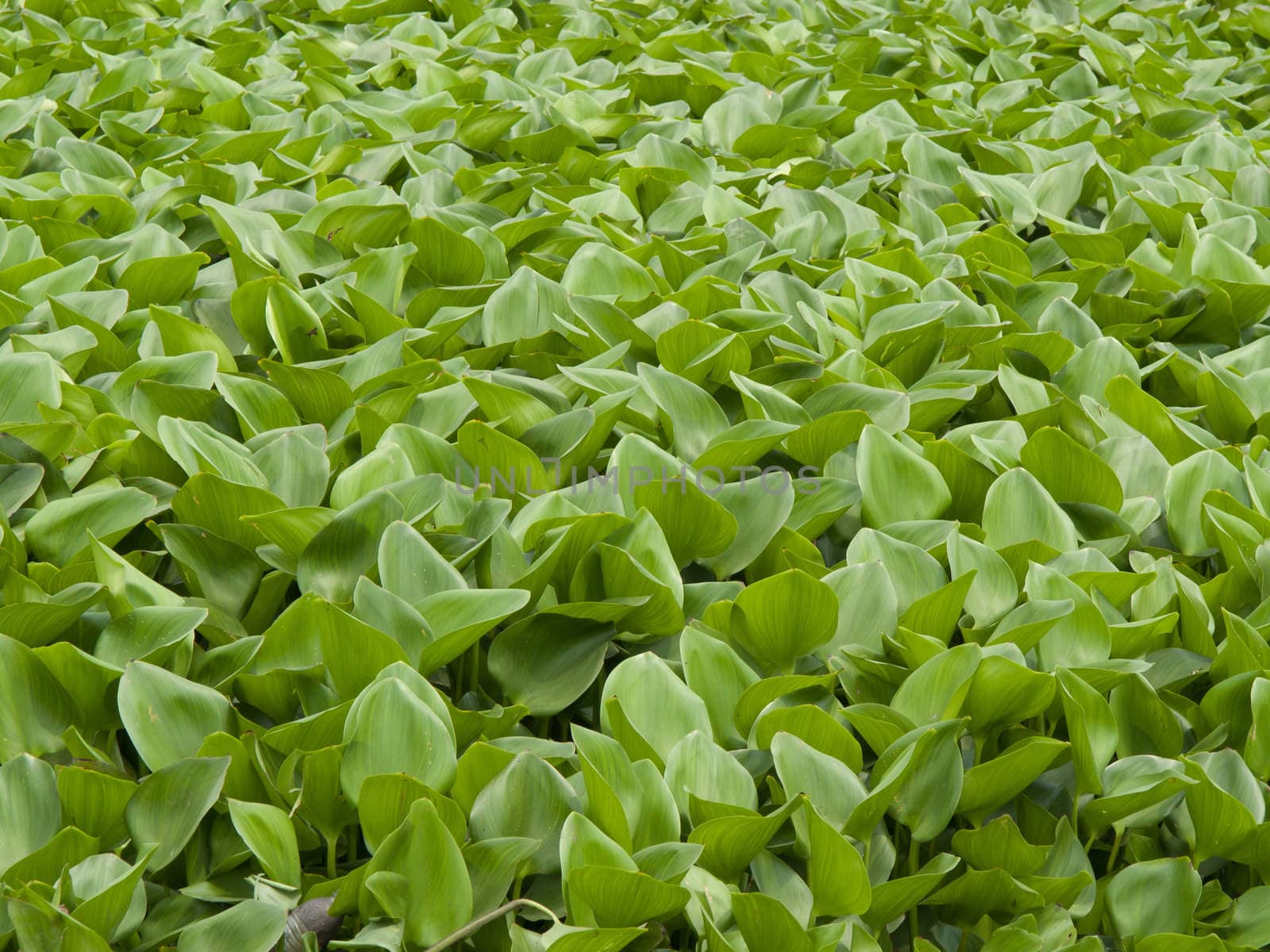 Water Hyacinth cover a pond  by FrameAngel