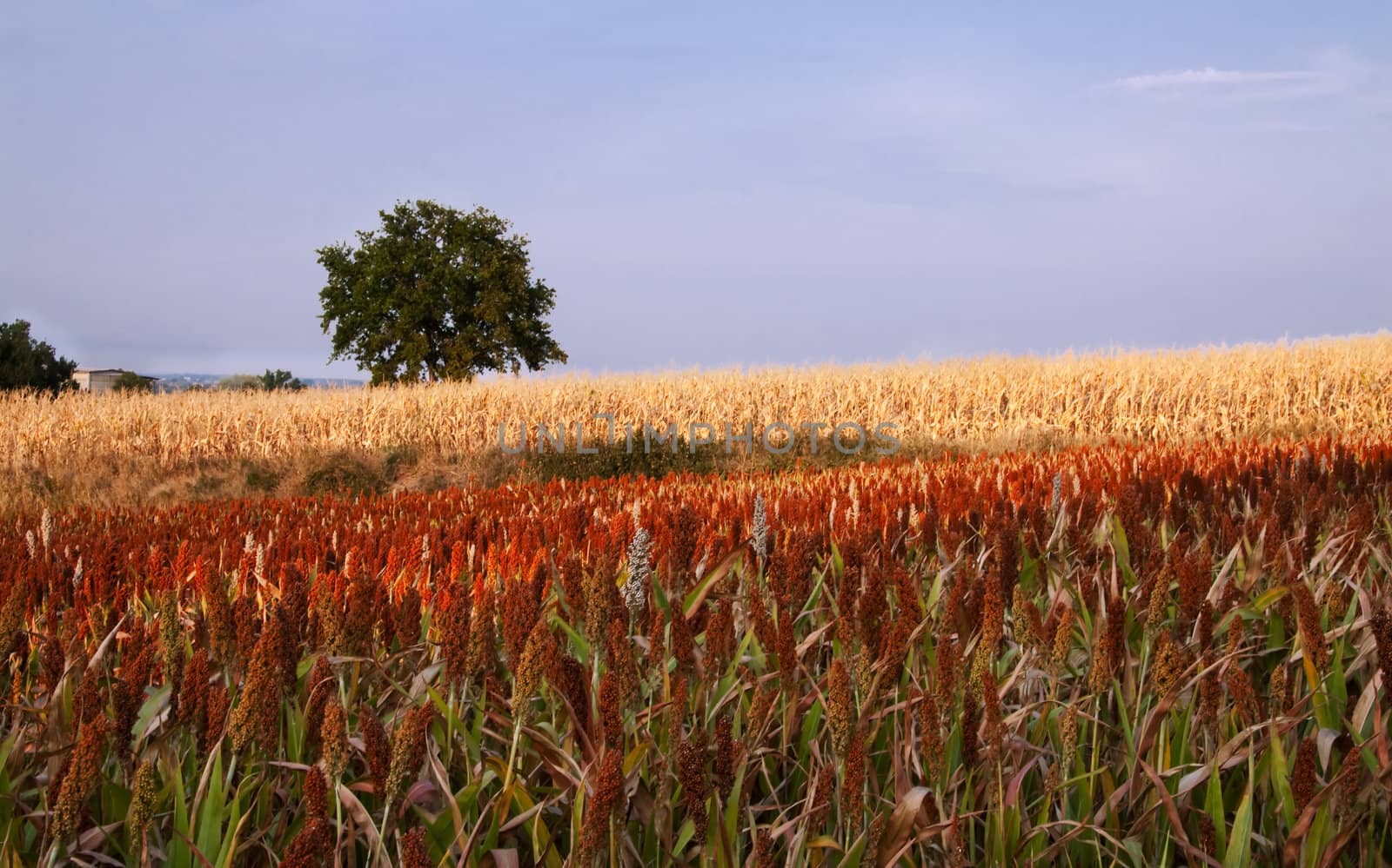 Field with different colors with a tree and blue sky