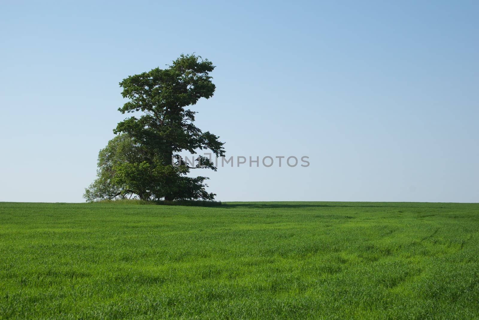 beautiful landscape with single tree and blue sky