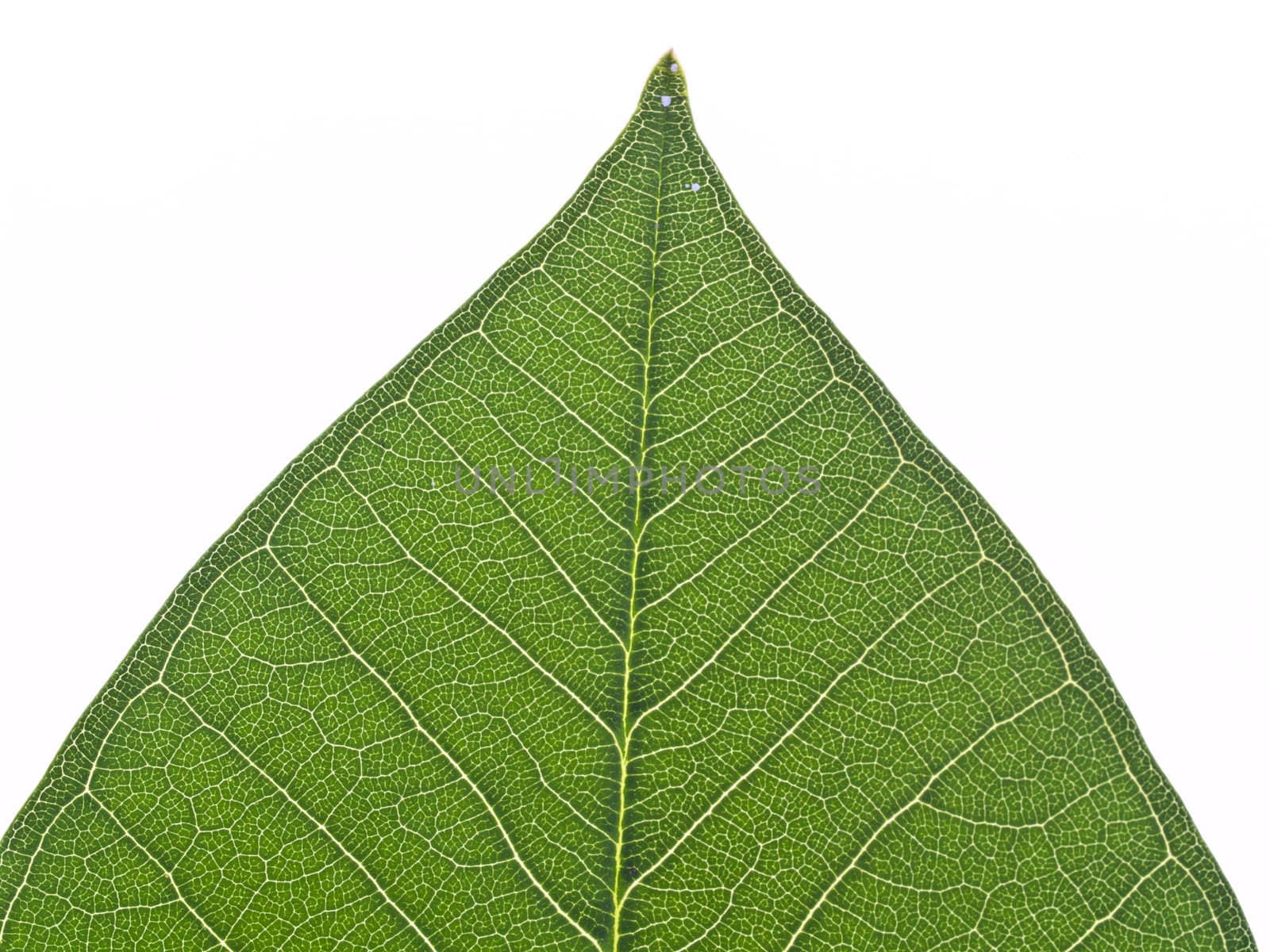 green leaf texture