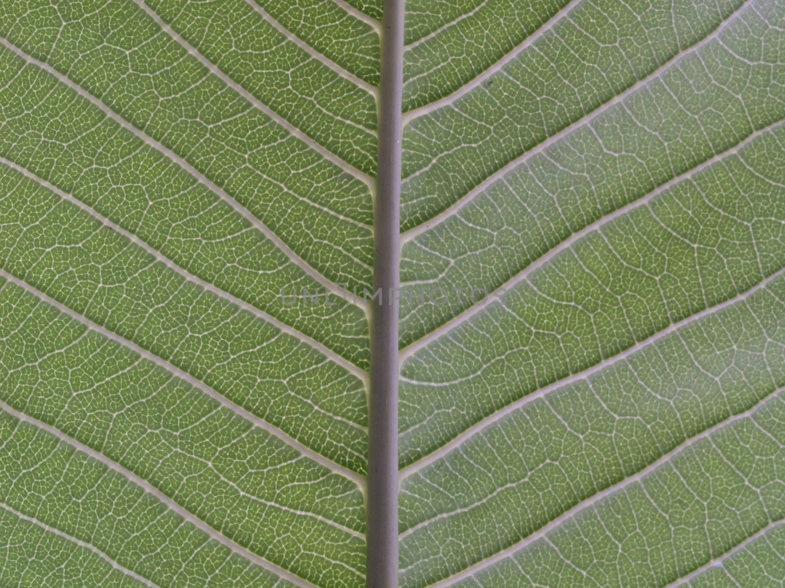 behind green leaf texture