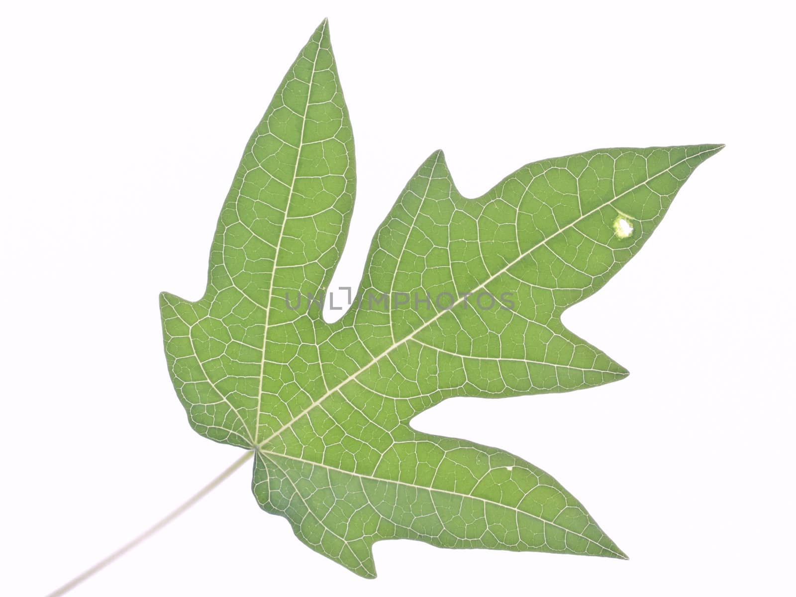 green leaf texture by FrameAngel