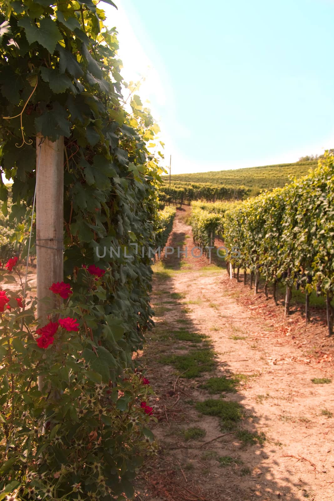 Landscape of vineyards of Barbaresco, Italian hills