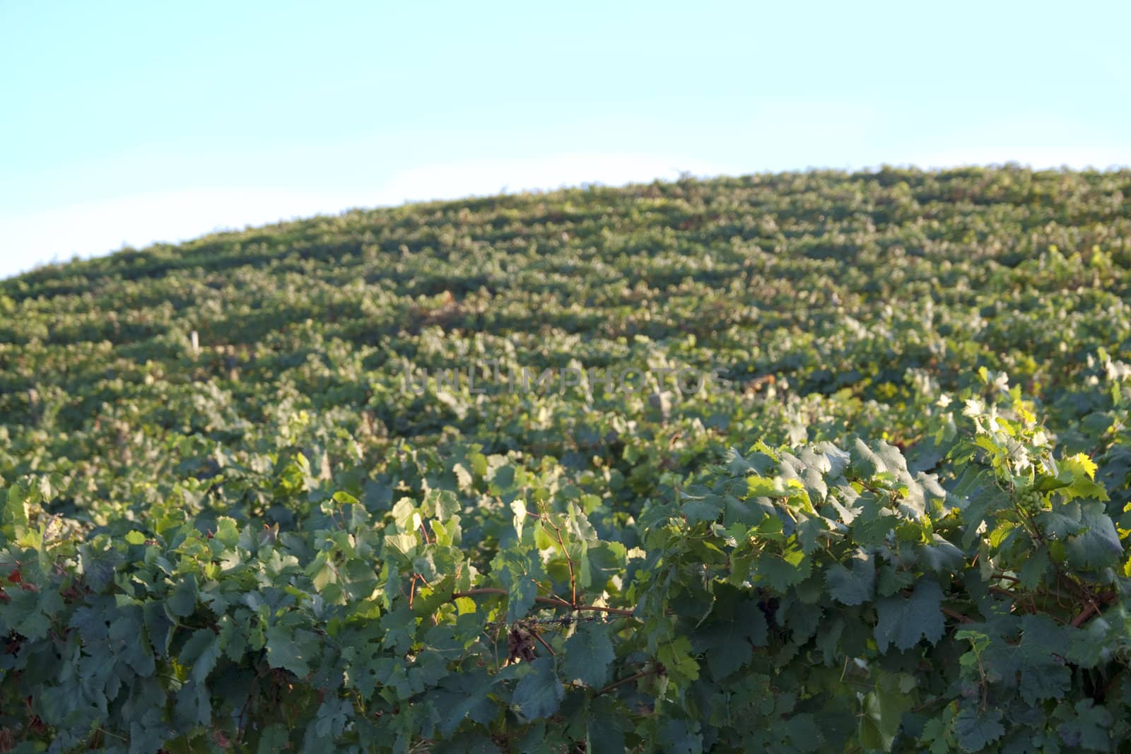 Landscape of vineyards of Monferrato, Italian hills