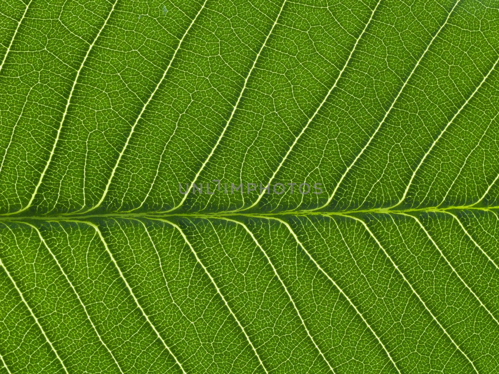 green leaf texture by FrameAngel