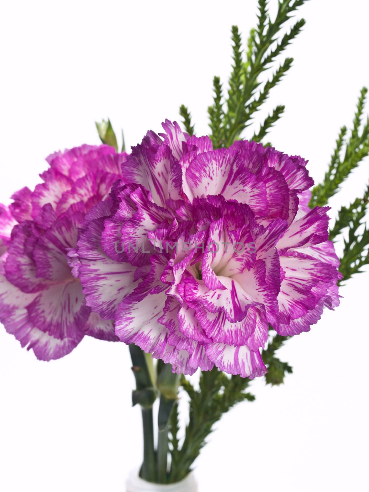 two pink carnation on a white background