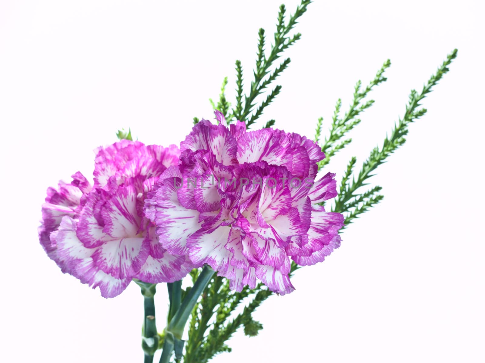 two pink carnation on a white background