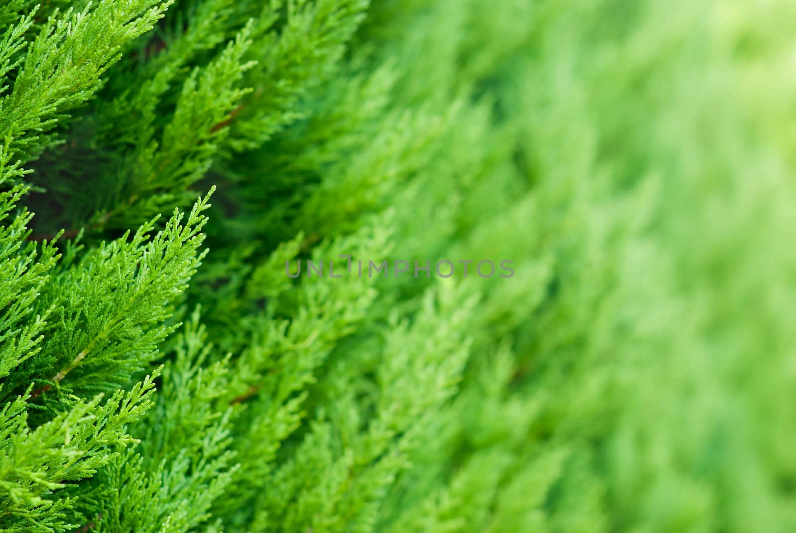 A lot of branches of a thuja