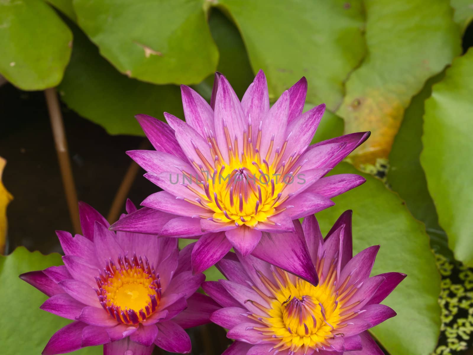 Three Pink lotus blossoms or water lily flowers blooming on pond