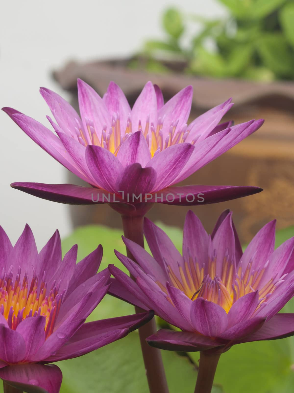 Three Pink lotus blossoms or water lily flowers blooming on pond by FrameAngel