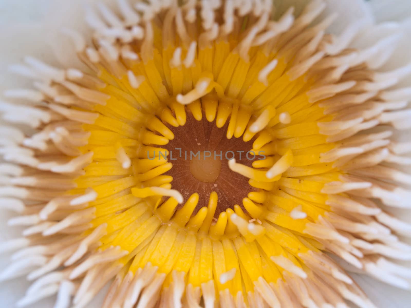 Yellow lotus blossoms or water lily flowers blooming on pond