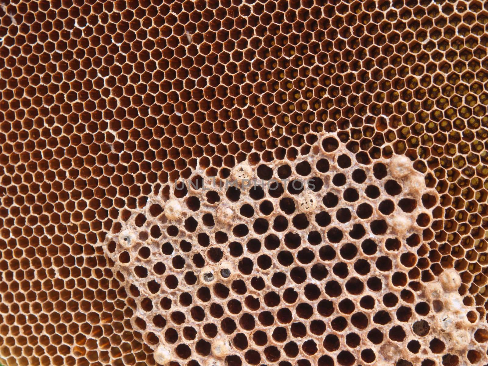 honey comb by FrameAngel