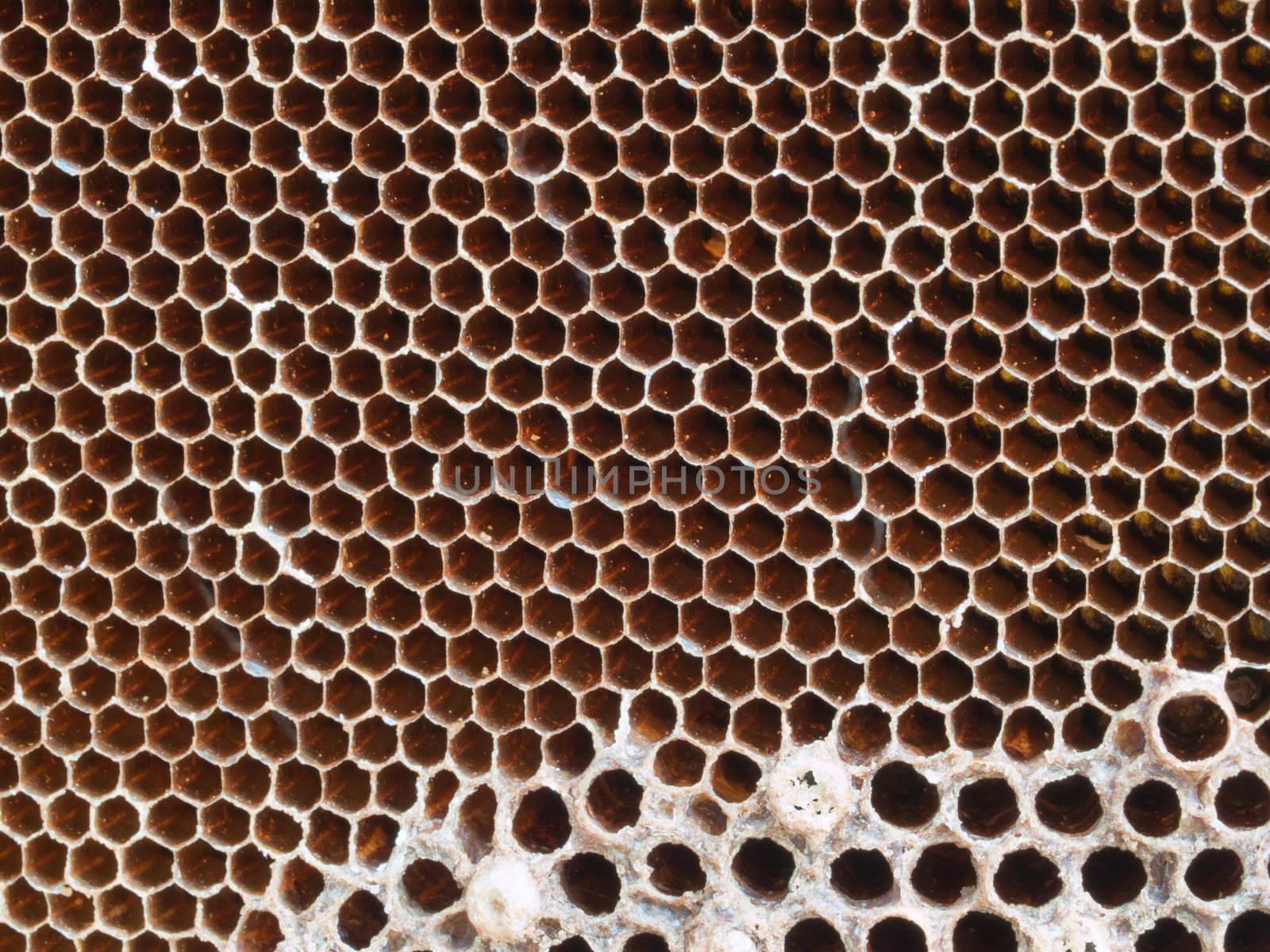 honeycomb