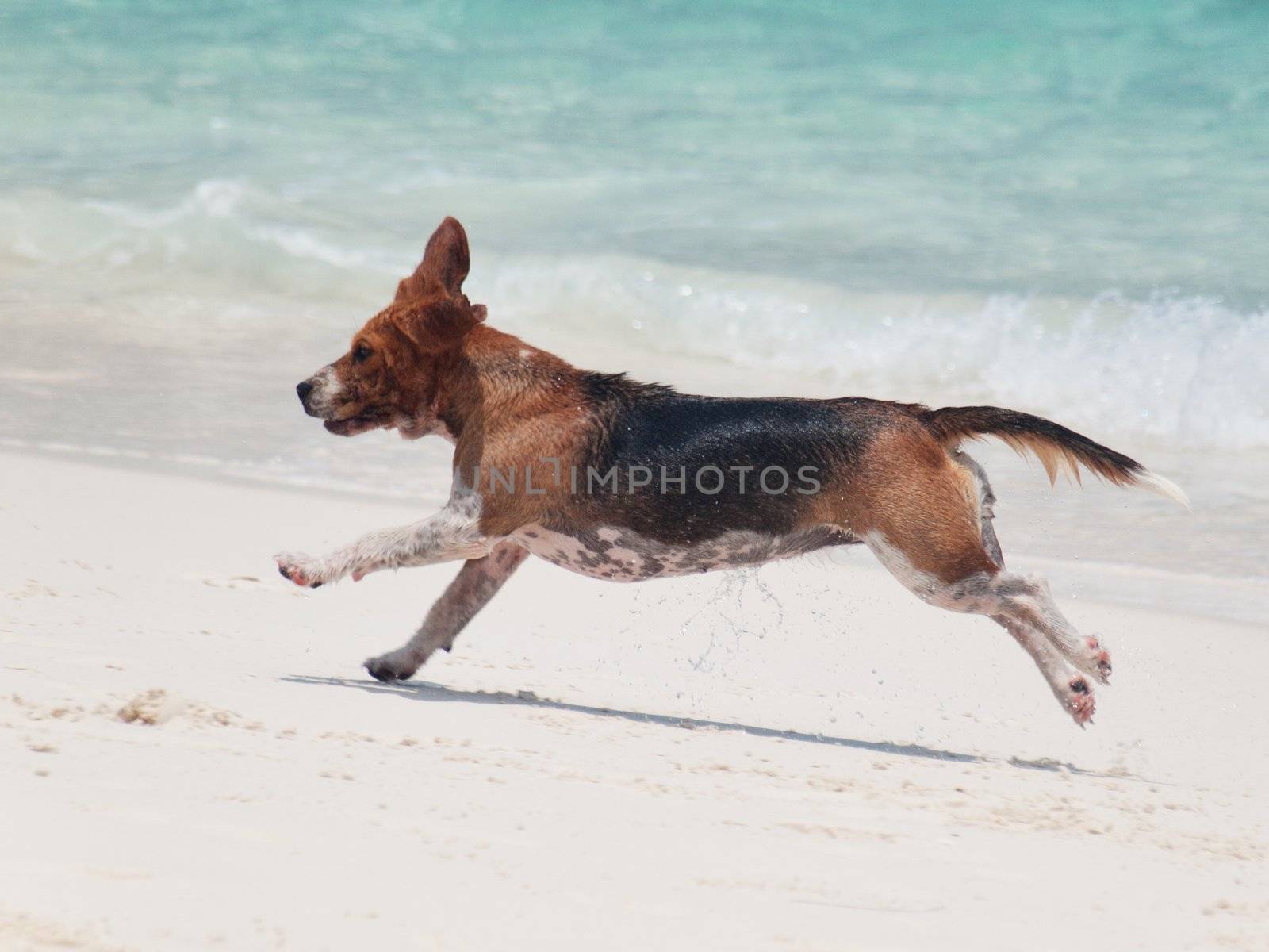 Beagle coming out of the water and running on the beach shore