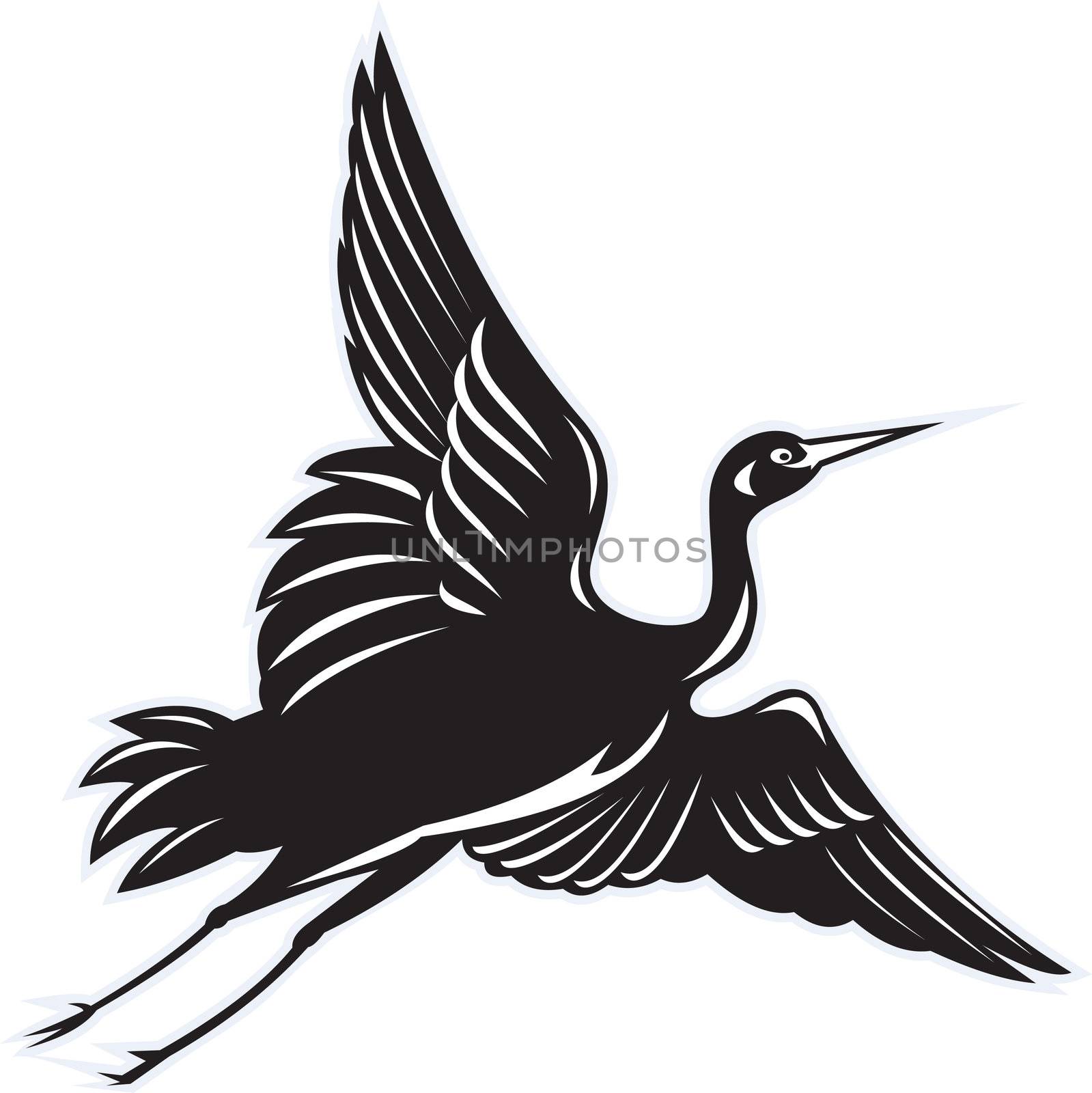 illustration of a Crane flying done in retro woodcut style on isolated white background