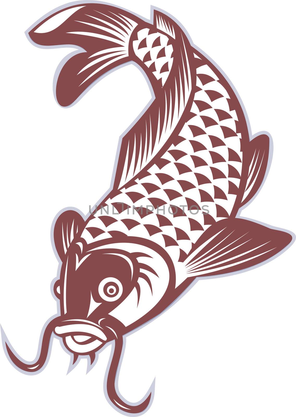 illustration of a Koi carp swimming down on isolated white background