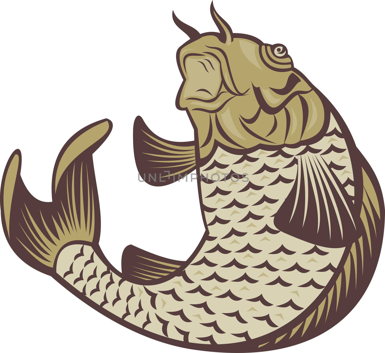 illustration of a Koi carp jumping up on isolated white background
