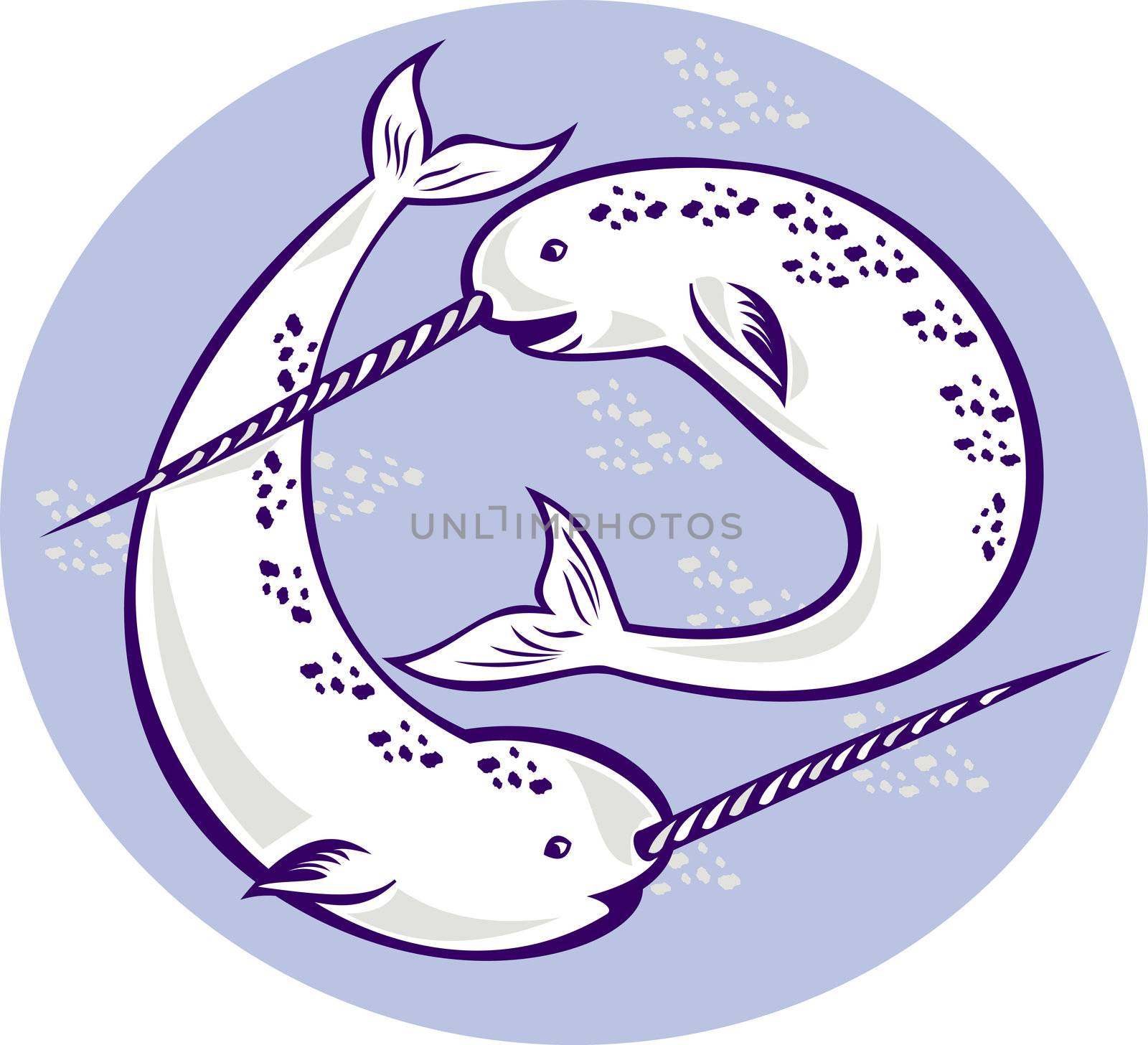 illustration of two narwhal Monodon monoceros unicorn whale witjh straight tusk tooth set inside oval done in retro style.