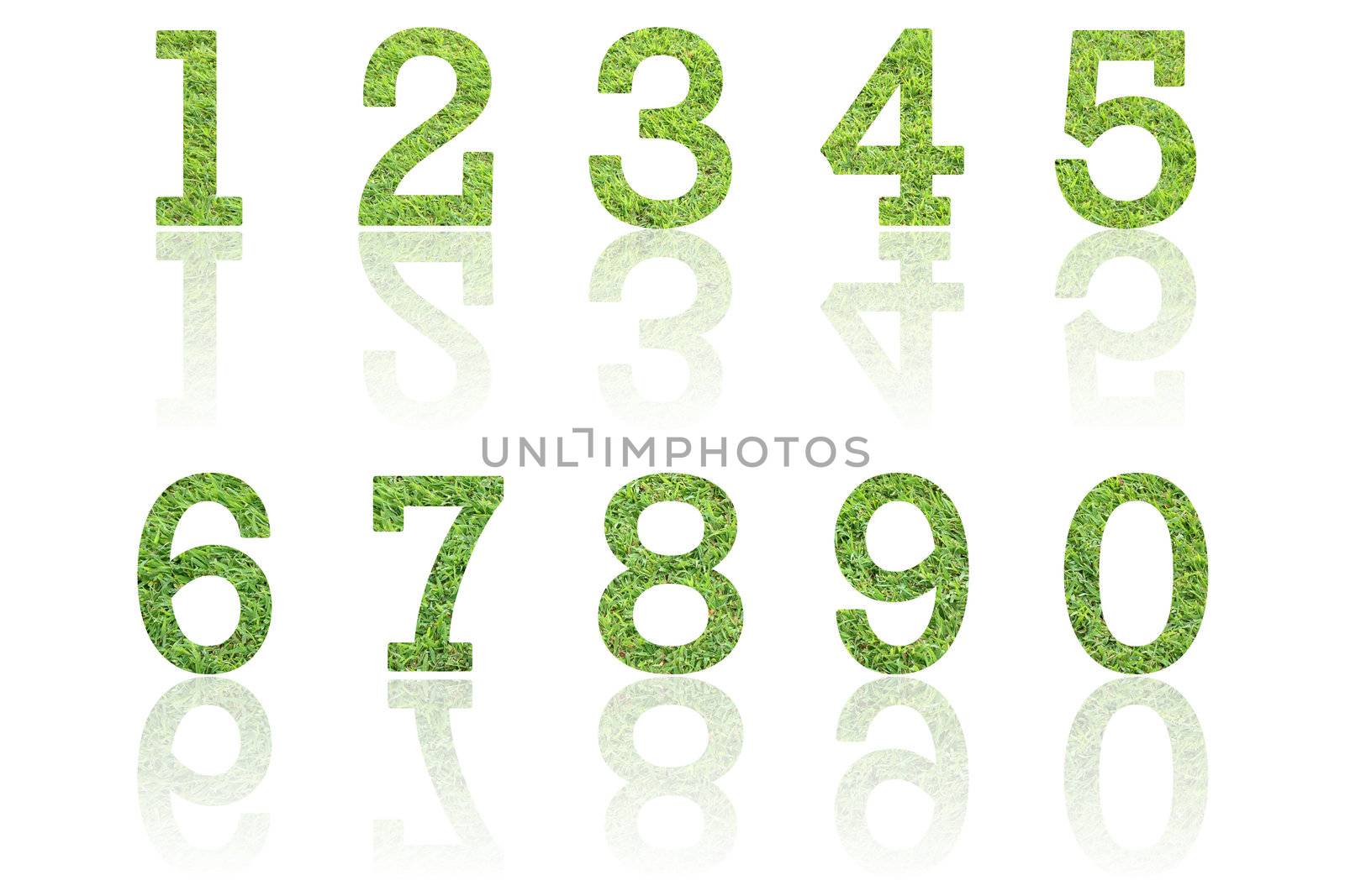 word made from grass field with reflection on white background.