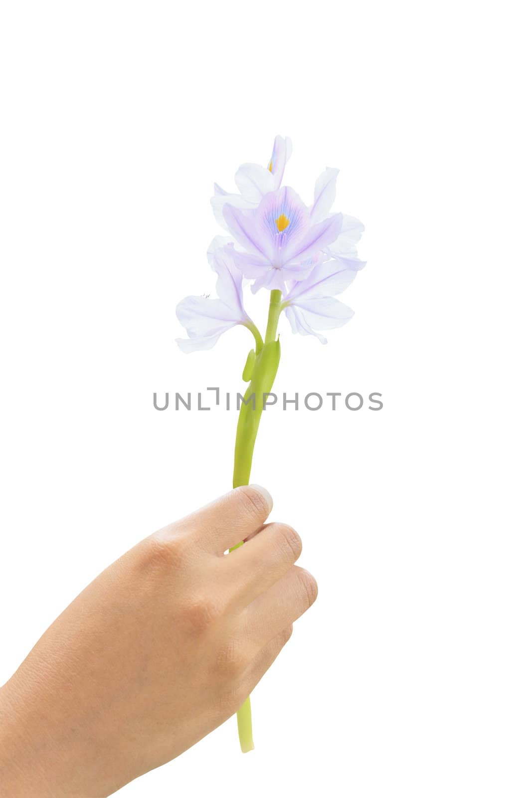 Thai woman hand holding a Water Hyacinth (Eichhornia crassipes) flower on the white background