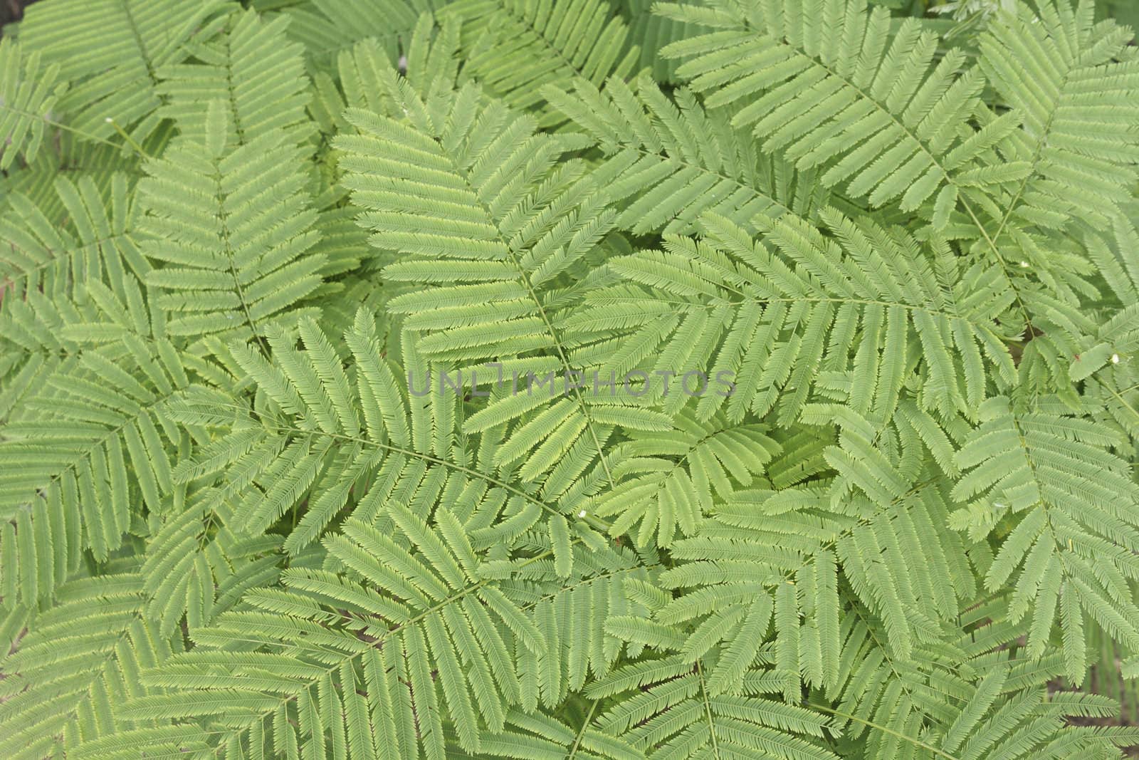 Acacia pennata or Acacia insuavis Lace background