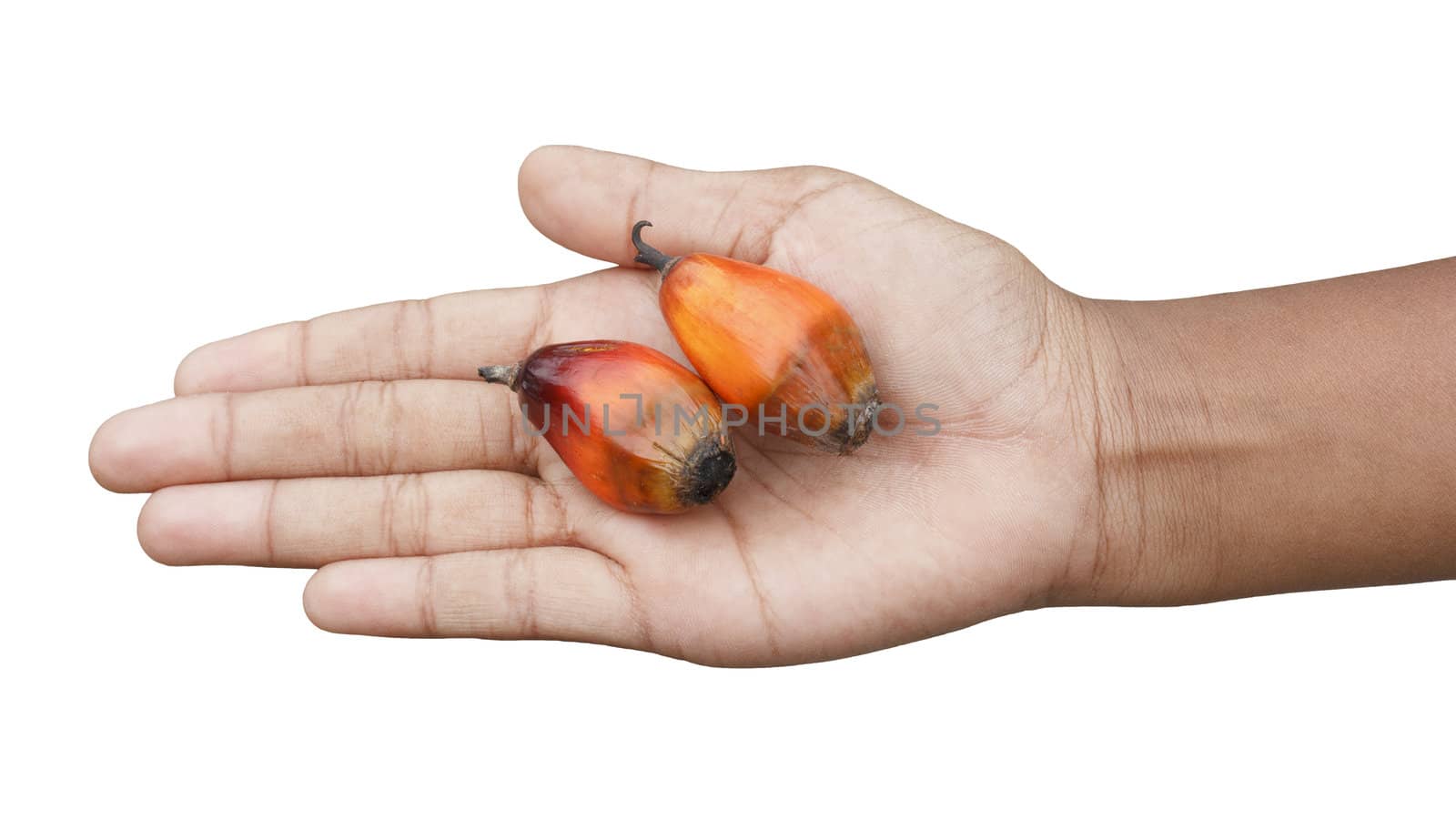 Oil palm fruits in Thai woman hand isolated on white background