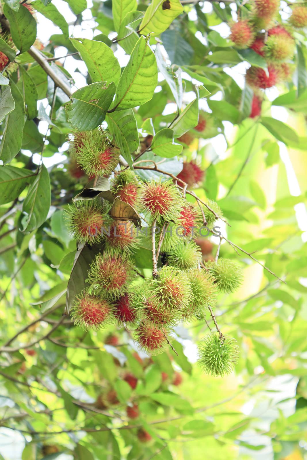 Ripening clutch of rambutans high up grow in its tree at Thailand
