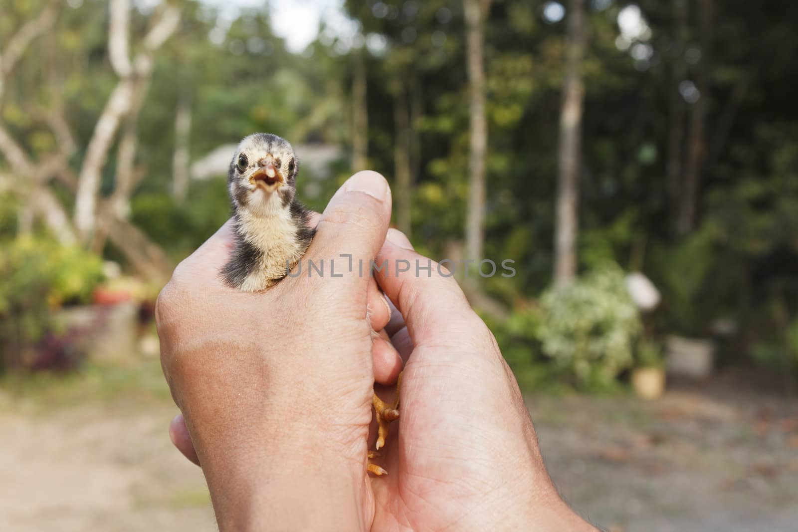 Baby chick in the man hands at Thailand farm