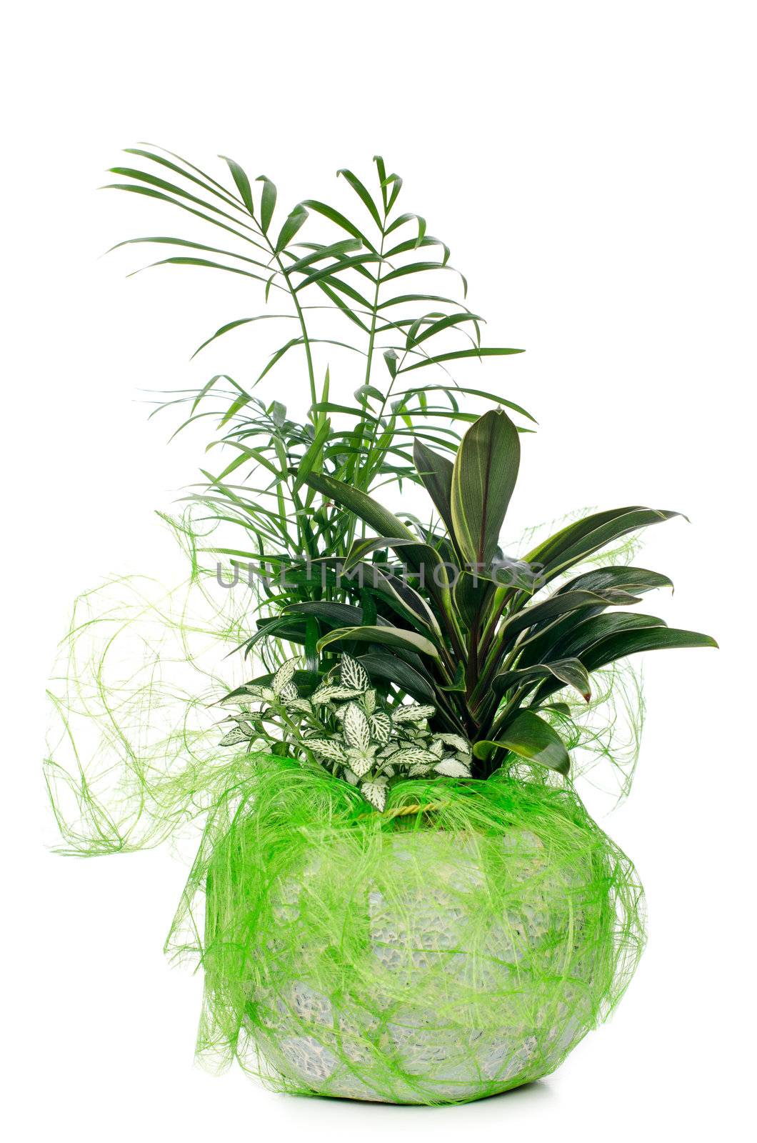 Houseplant in ceramic pot isolated on white background.