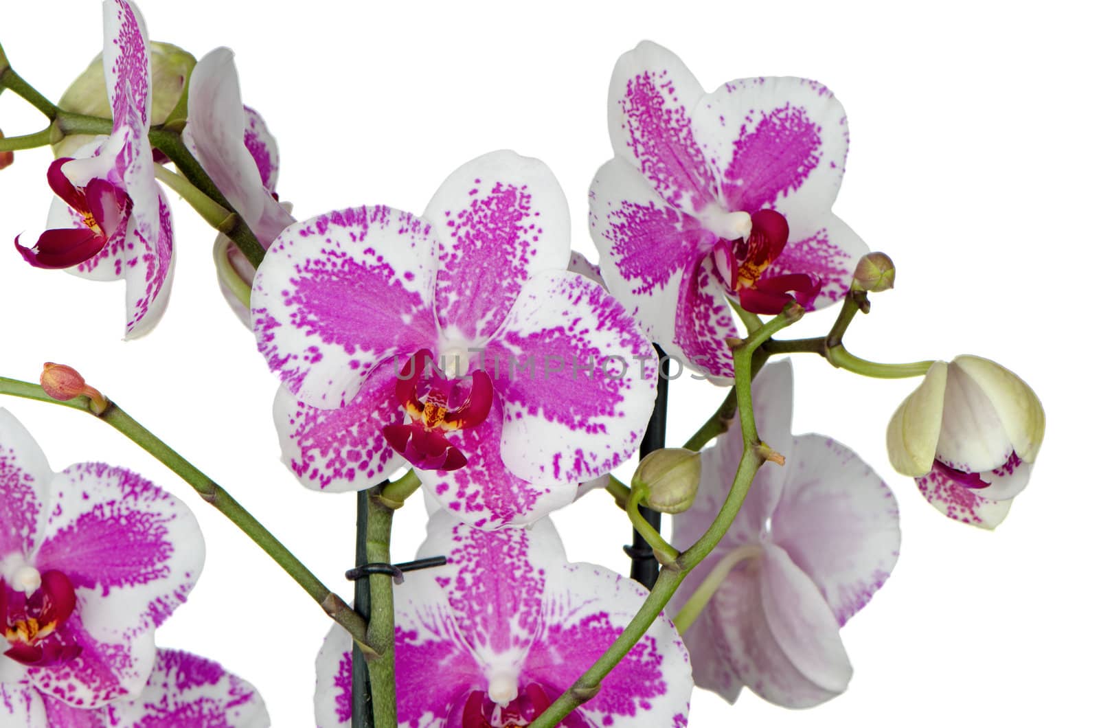 Purple orchid flower in a pot isolated on white background.