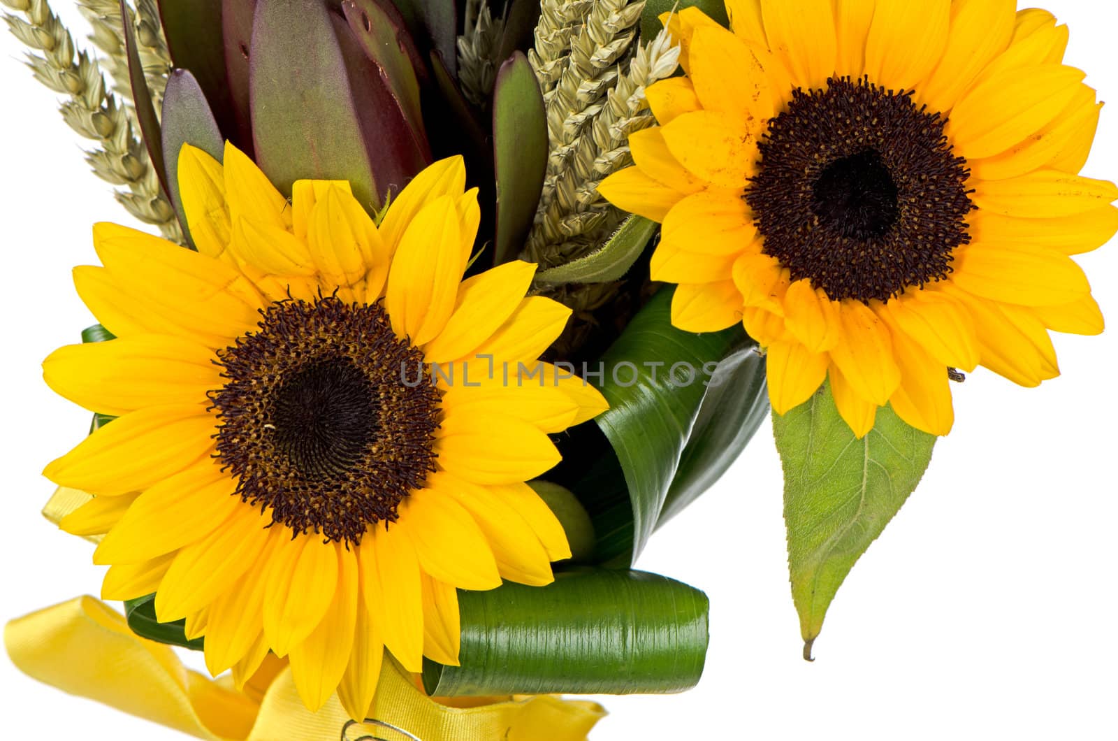 Bouquet of sunflowers isolated on a white background.