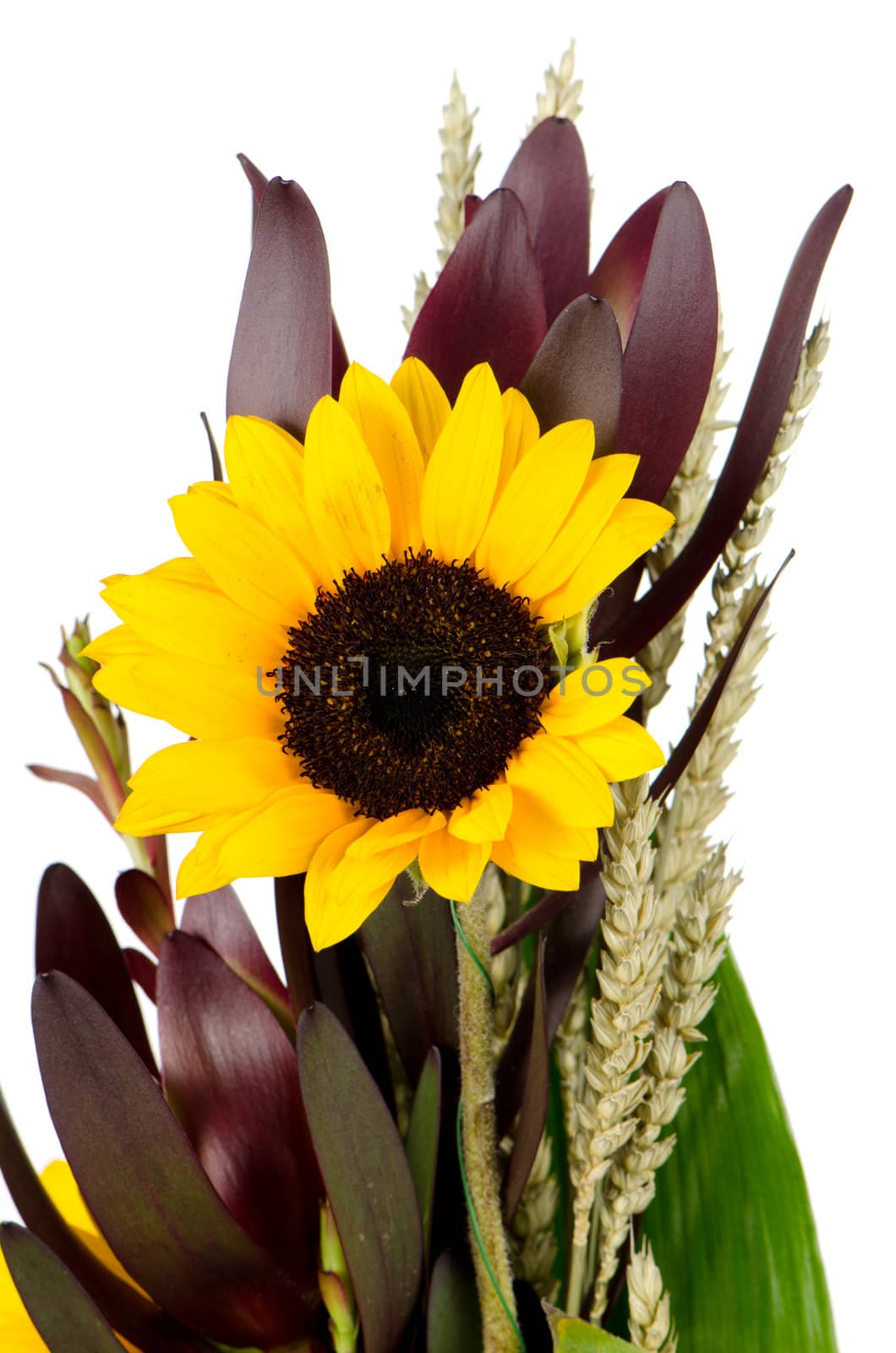 Bouquet of sunflowers isolated on a white background.