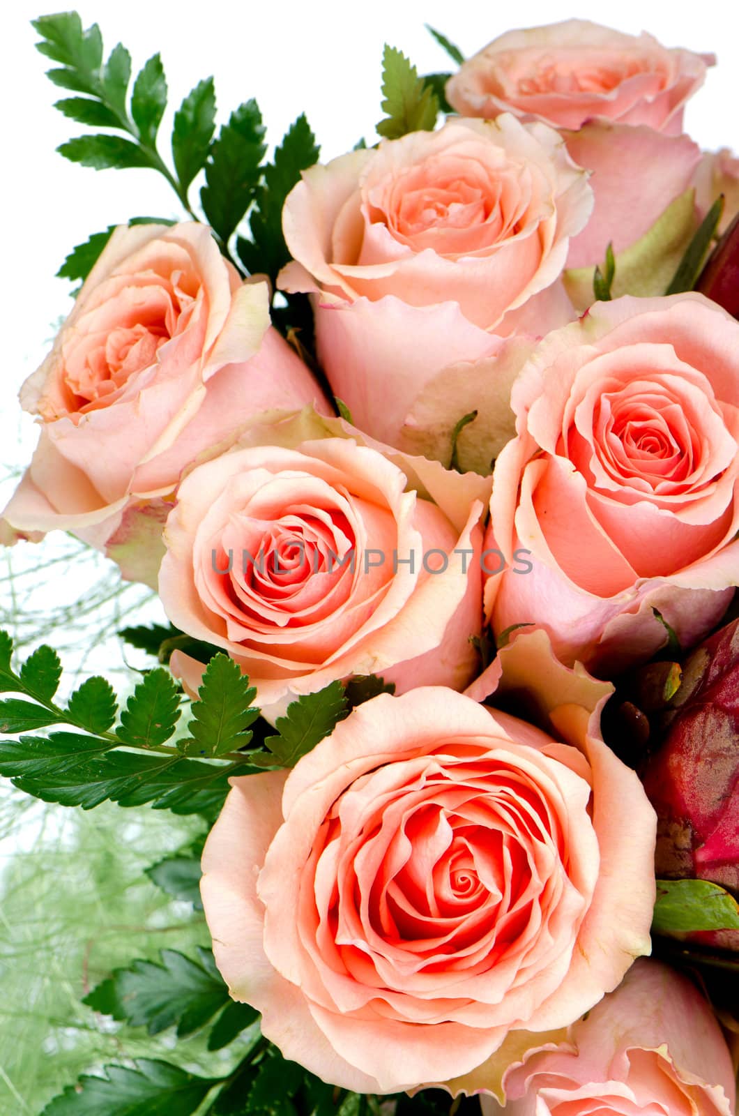 Flower of pink roses on white background.
