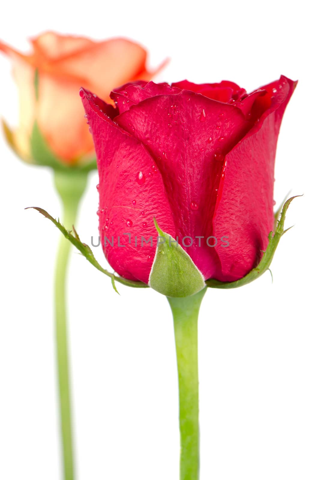 Pink and orange rose flowers isolated on a white background.