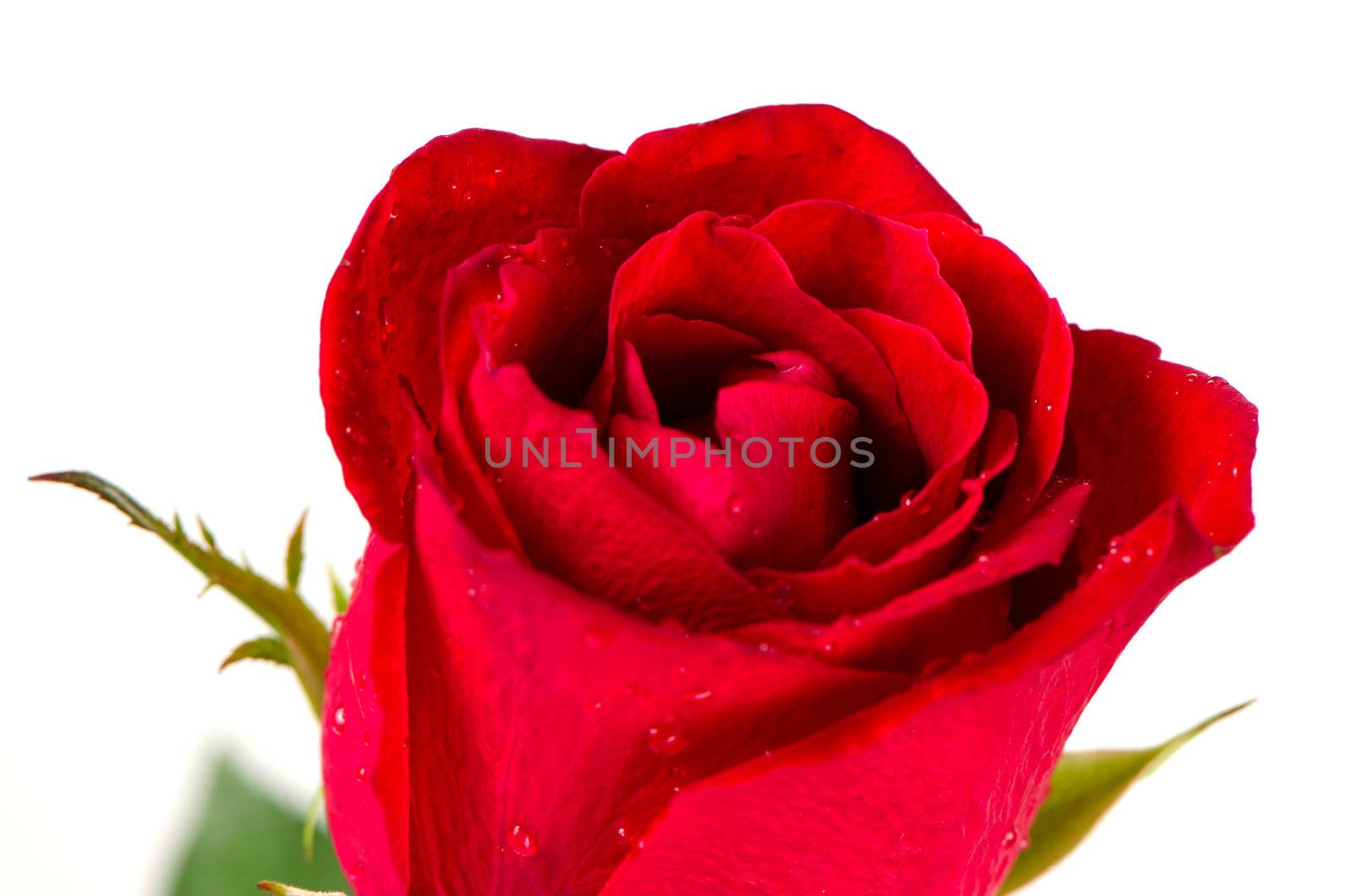 Beatiful red rose on white background.