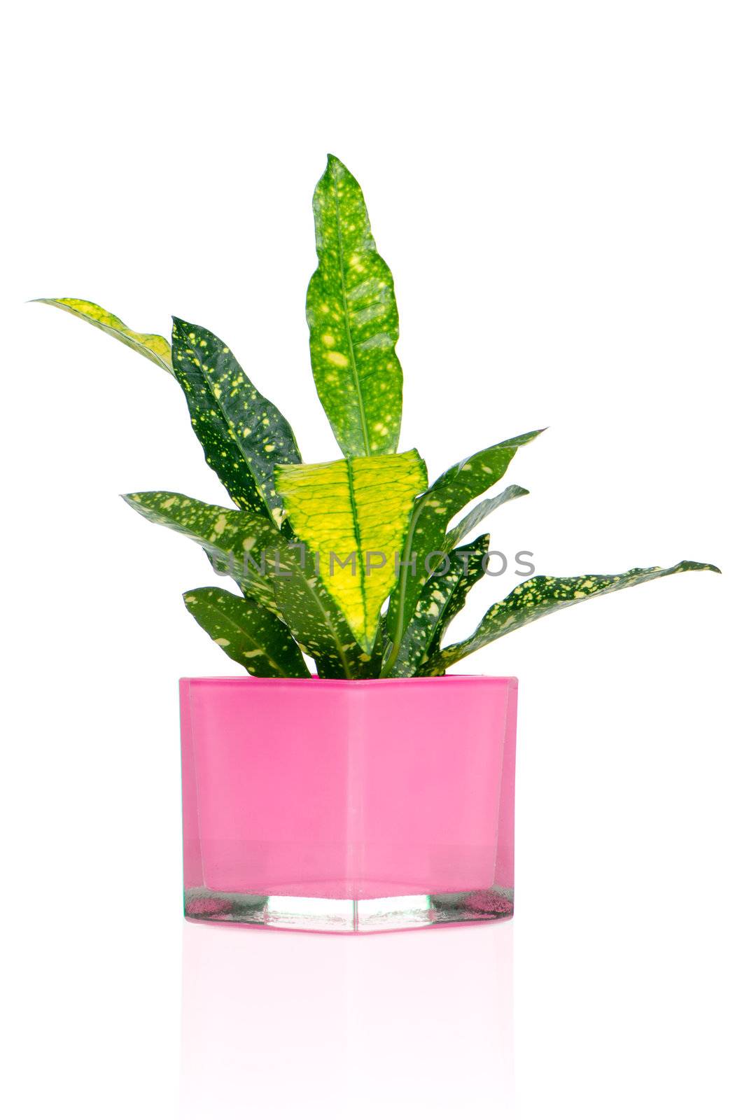 Houseplant in glass pot isolated on white background.