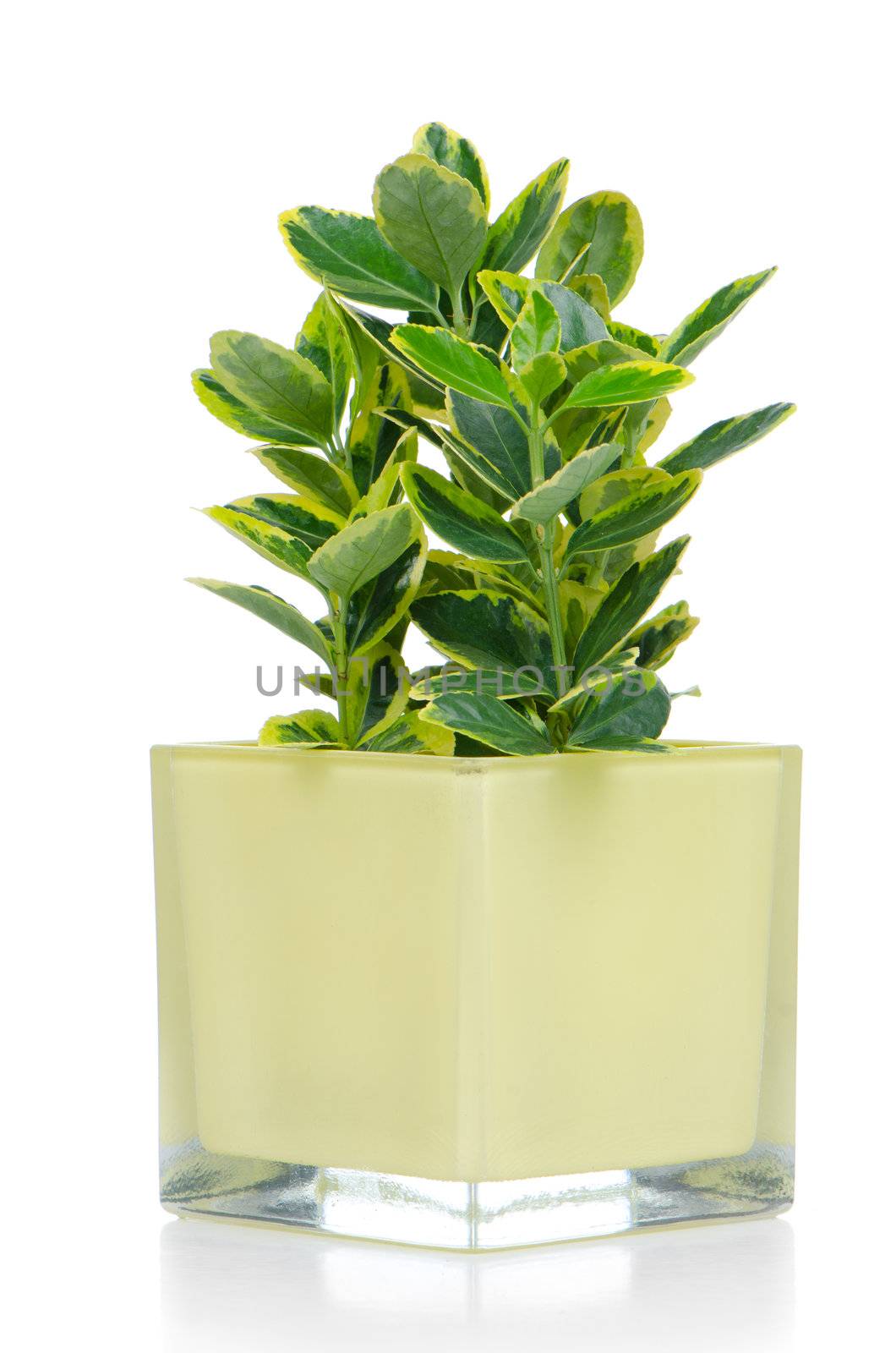 Houseplant in yellow glass pot isolated on white background.