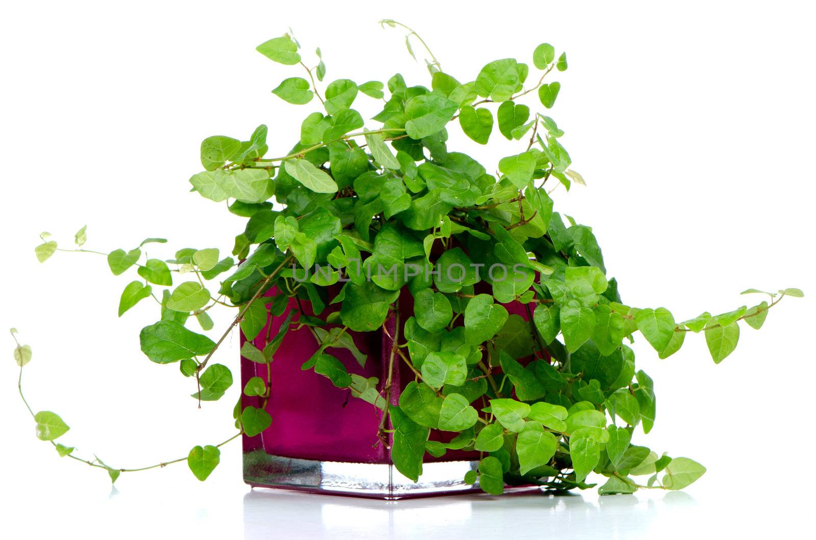 Houseplant in glass pot isolated on white background.