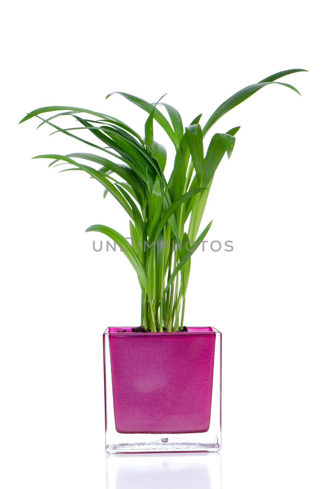 Houseplant in glass pot isolated on white background.