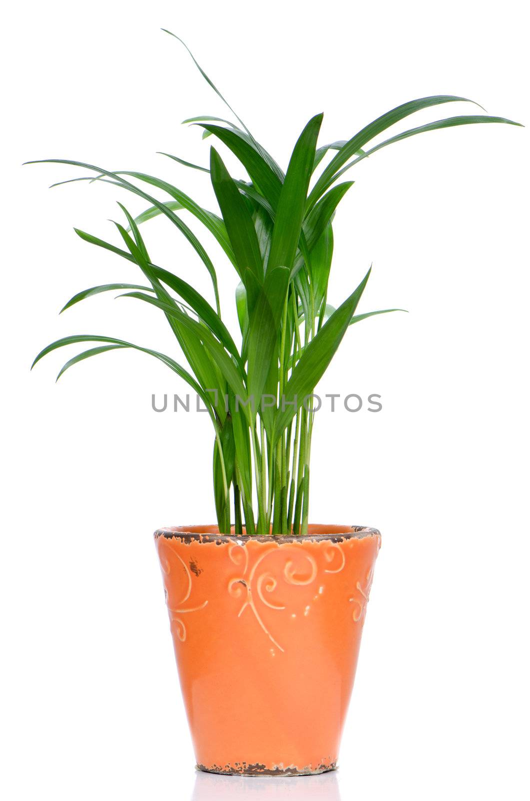 Houseplant in ceramic pot isolated on white background.