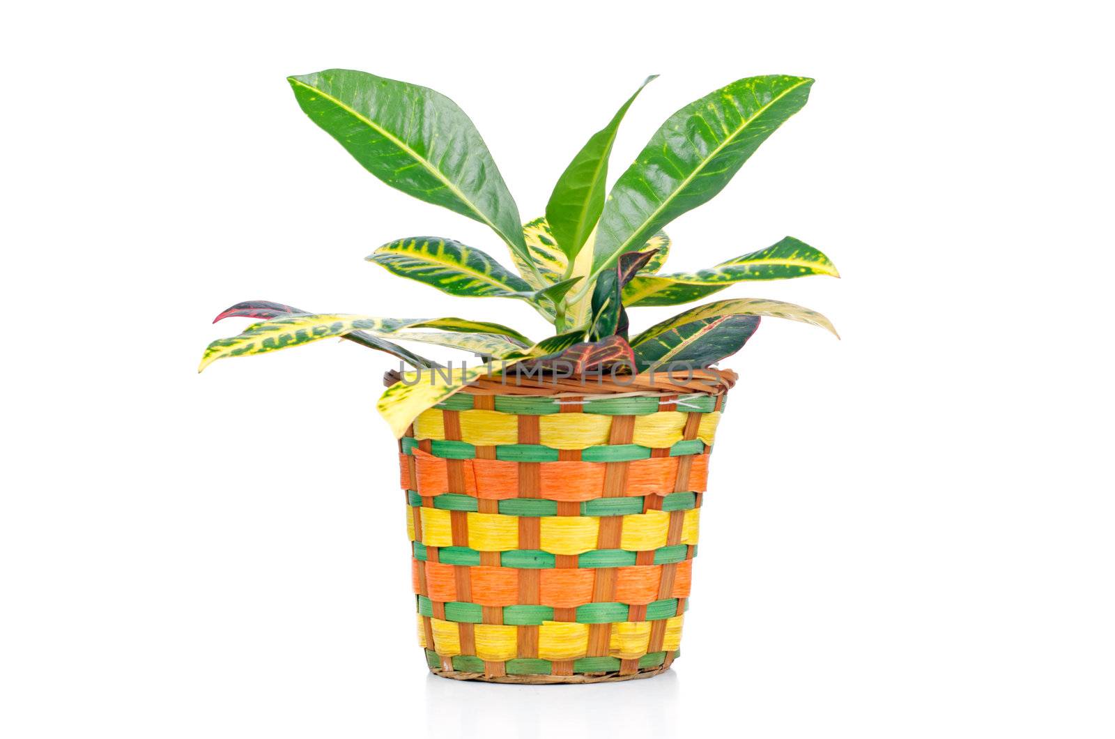 Houseplant in straw pot isolated on white background.
