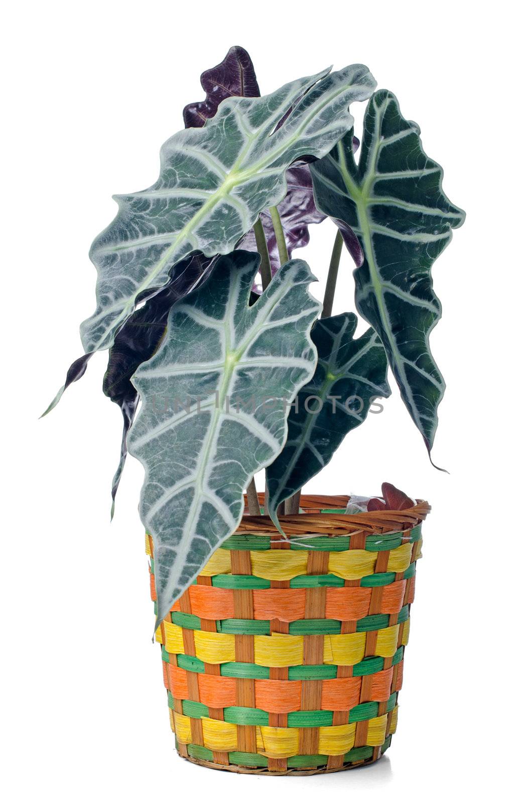 Houseplant in pot isolated on white background.