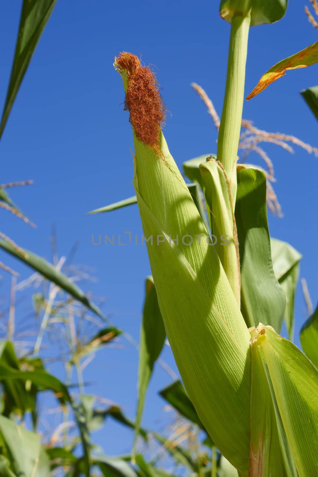 Top corn against the background of a blue sky