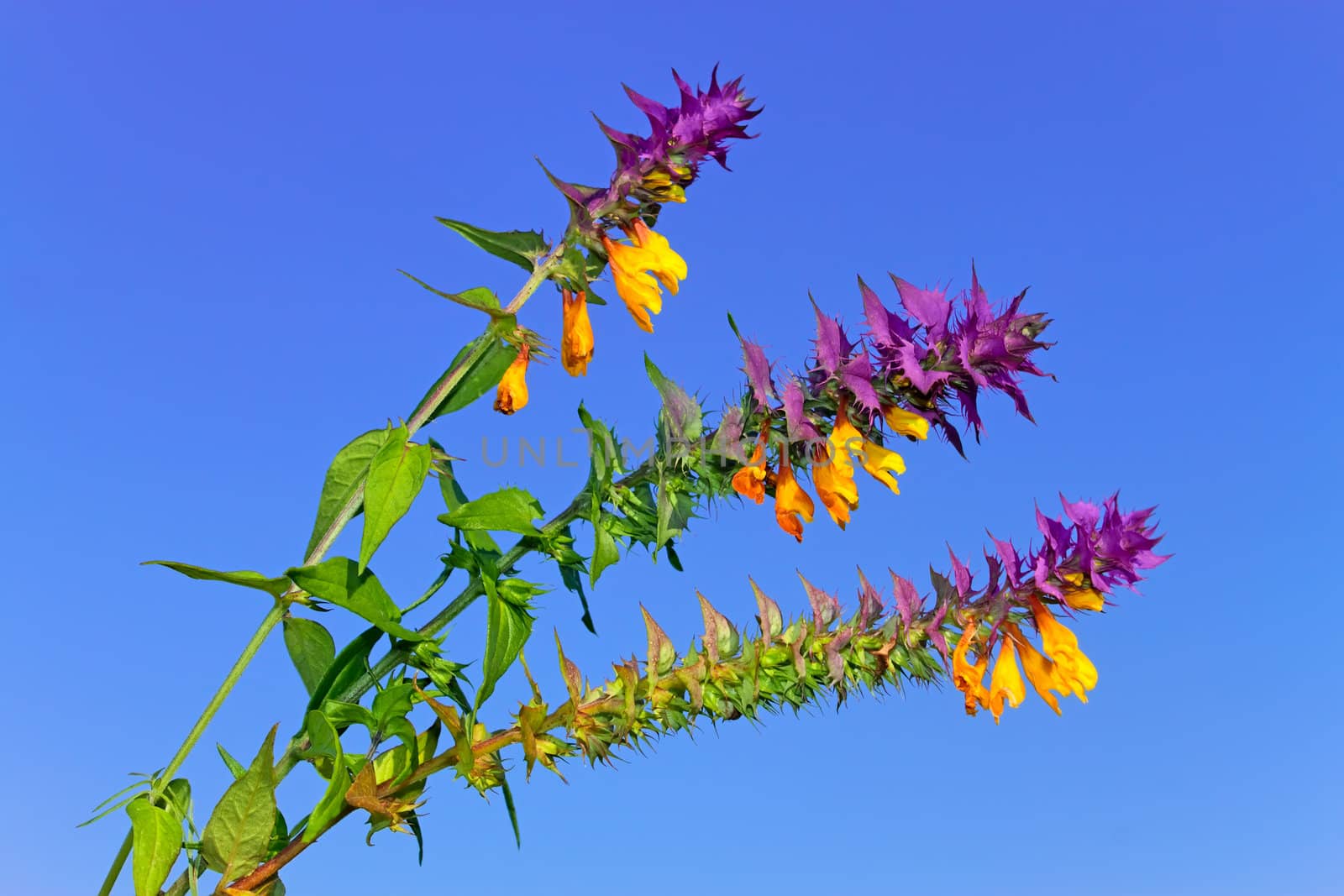 Beautiful wild flowers by qiiip