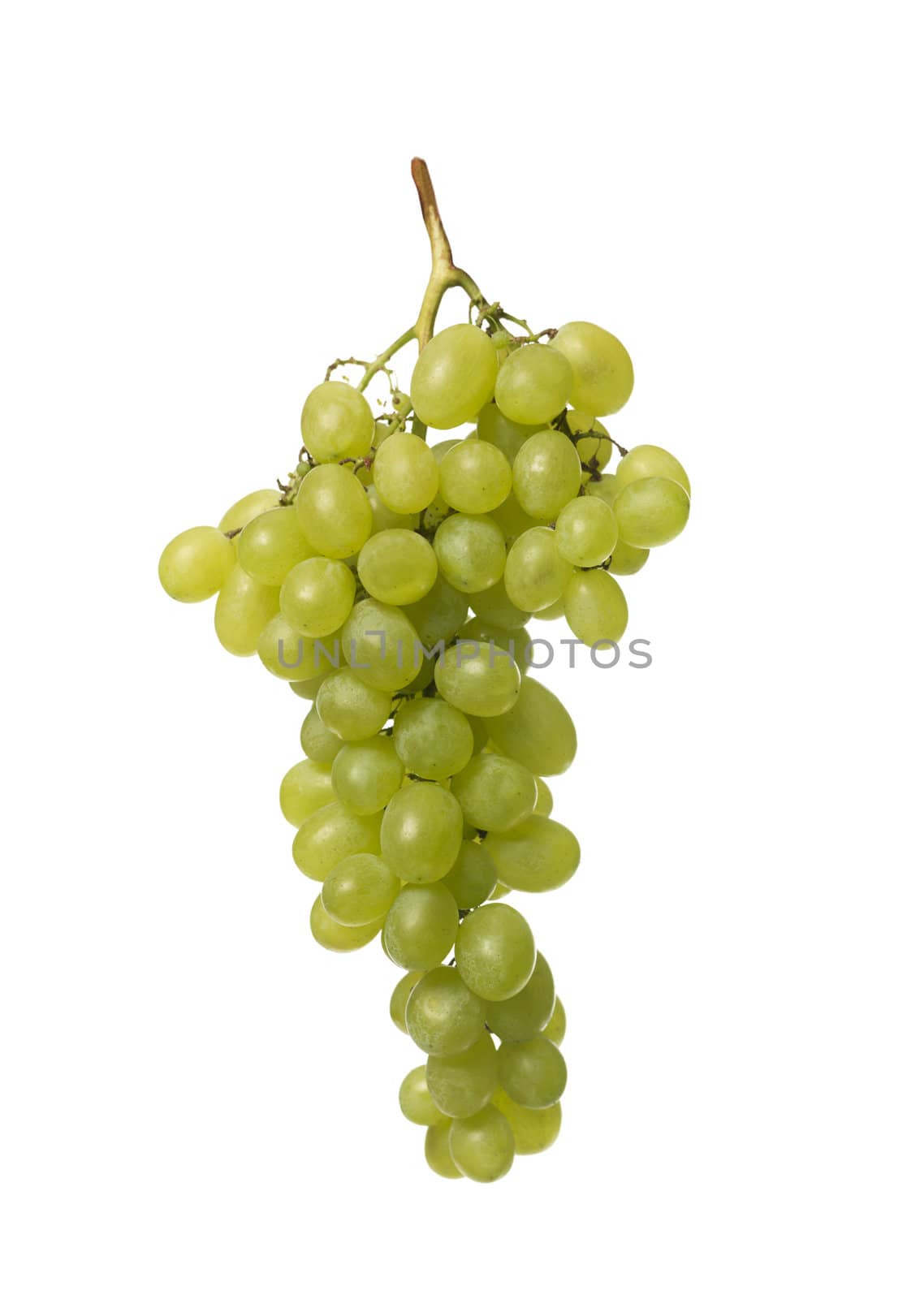 grape by gemenacom