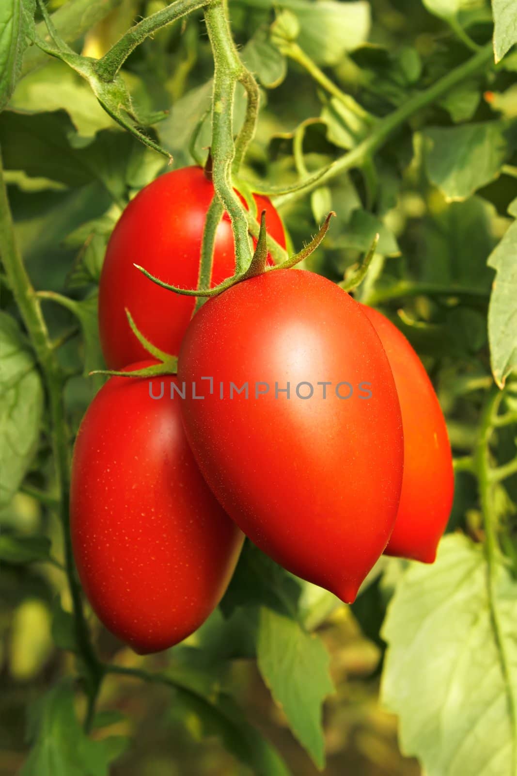 Ripe red tomatoes by qiiip